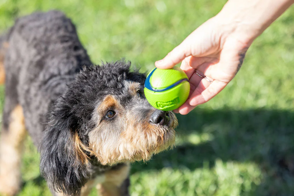 Chuckit! Sniff Fetch Ball Bacon & Peanut Butter M 4-pack - Image 2