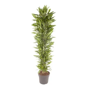 Cintho Drakenplant binnen vertakt - Hoge kamerplant met groene uitstraling