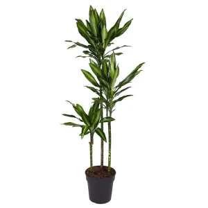 Cintho Drakenplant / Dracaena Cintho / Halfschaduw kamerplant
