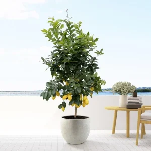 citrus boom, Citrus Lemon - voor binnen- en buitenruimtes, Calamondin