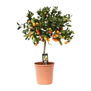 Citrusplant op Stam