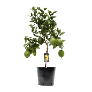 Citrusplant op Stam