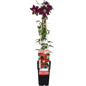 Clematis ‘Niobe’ – Roodbloeiende klimplant – Ø15 cm – ↨65 cm hoog 1,2, 4 Stuks