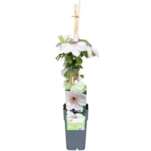 Clematis Wit met donker Hart