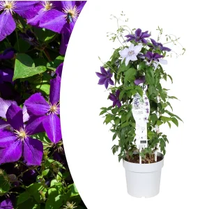 Clematismix Blauwviolette / Paarsblauw