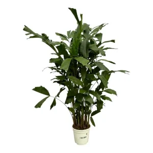Clustering Fishtail Palm voor binnen (Caryota Mitis)