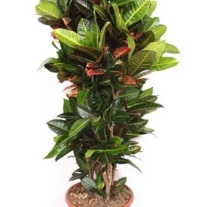 Codiaeum Petra - te - Bonte croton voor binnen