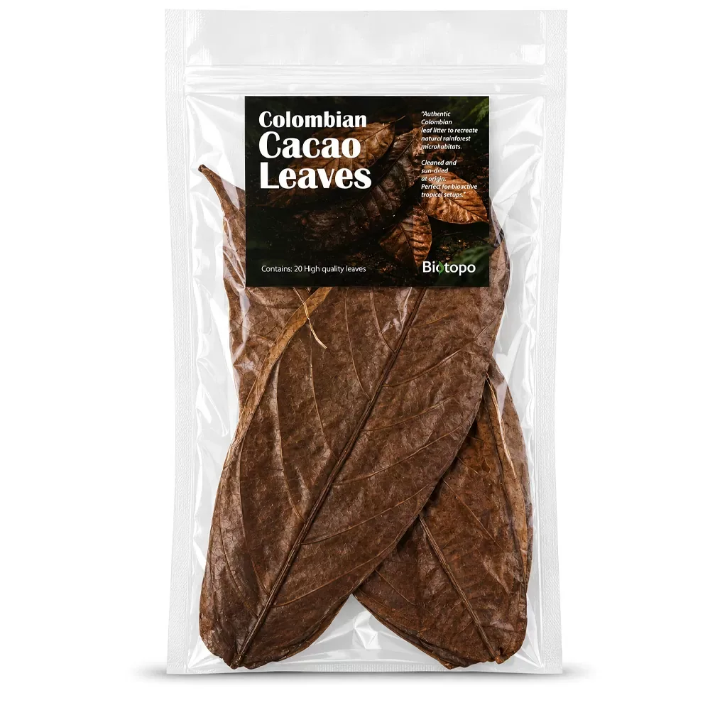 Colombian cacao leaves