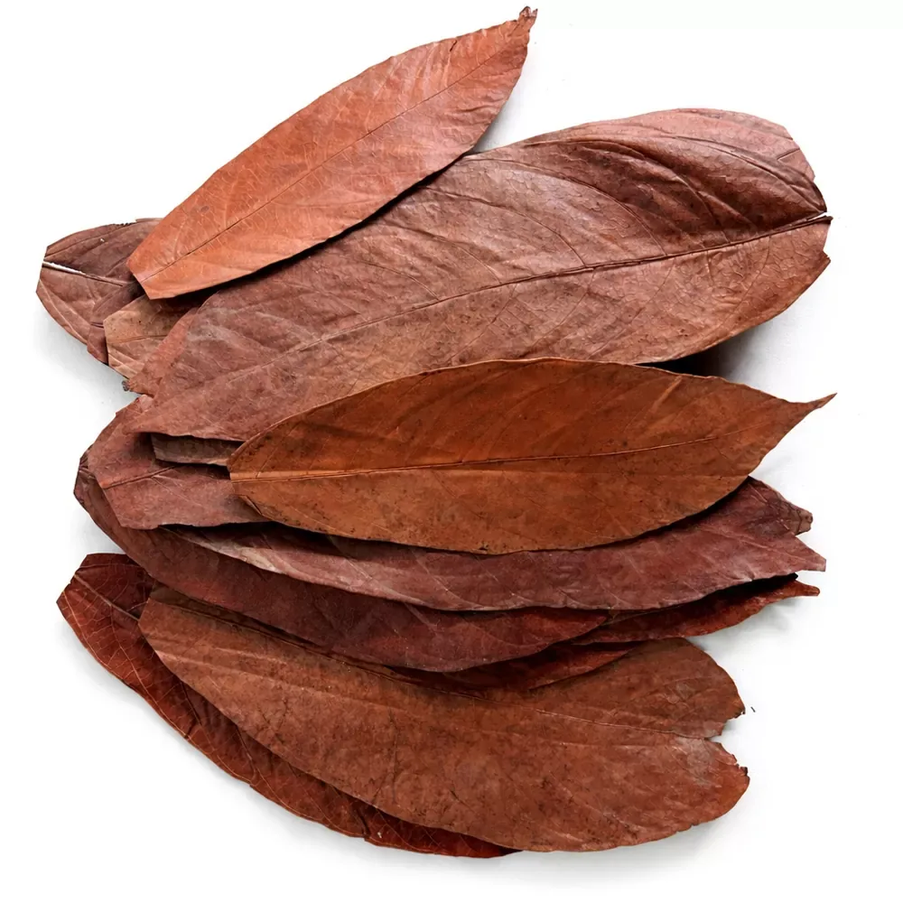 Colombian cacao leaves - Image 2