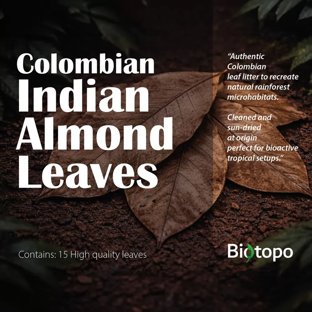 Colombian indian almond leaves