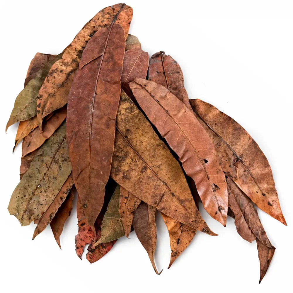 Colombian mango leaves - Image 2