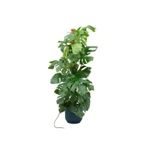 Combi Deal: Monstera Pertusum XL 150 cm + Elho pot (Ø26 of Ø30)