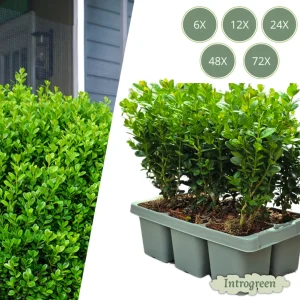 Compacte Buxus