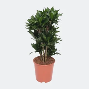 Compacte drakenplant (Dracaena Compacta) - Kamerplant