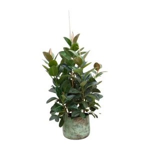 Compacte kamerplant Ficus Robusta - Vertakte Ficus binnen