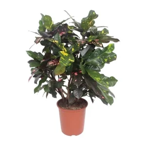 Croton Magnificent (Codiaeum) - Bontbladige Kamerplant