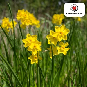 De Baby Boomer Narcis, Geurige Minibol die meerdere gele bloemen geeft., Zak a 25 stuks, Baby Boomer narcis