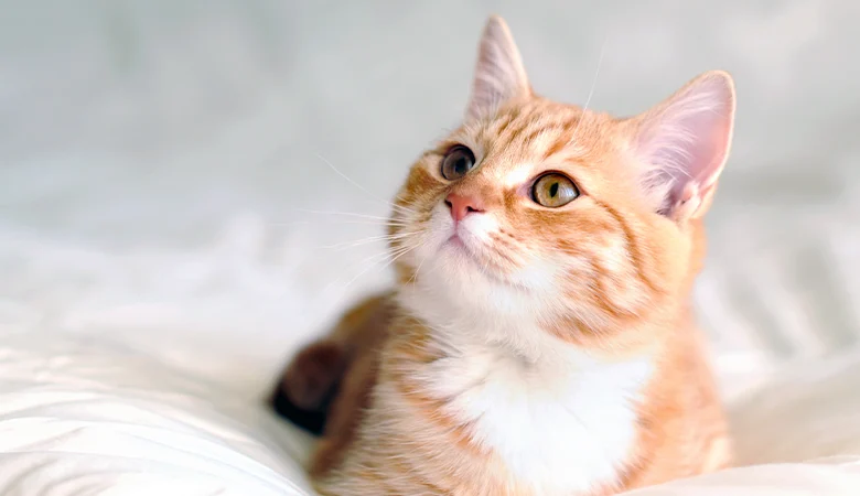 De beste automatische kattenbak: dit zijn de 5 beste keuzes