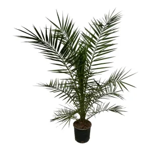 De Canarische Dadelpalm