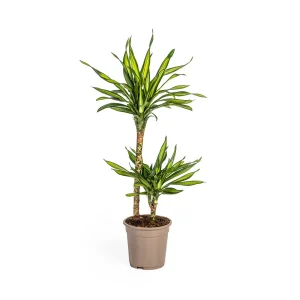 De Drakenboom, Groen Blad met Witte Randen.Tropische Uitstraling, Groene Kamerplant, Dracaena Deremensis Rikki