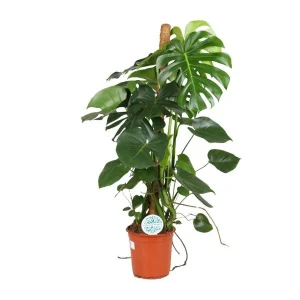 De Gatenplant, Groene Kamerplant, Tropisch, Monstera Deliciosa