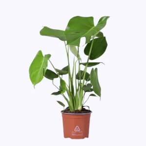 De Gatenplant, Groene Kamerplant, Tropisch, Monstera Deliciosa