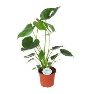 De Gatenplant, Groene Kamerplant, Tropisch, Monstera Deliciosa