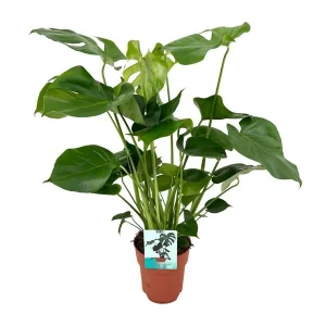 De Gatenplant, Groene Kamerplant, Tropisch, Monstera Deliciosa - Gatenplant
