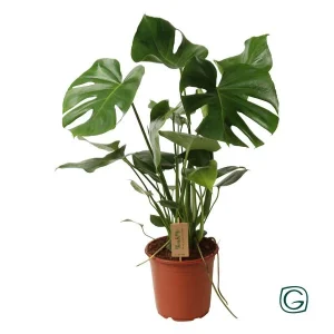 De Gatenplant, Groene Kamerplant, Tropisch, Monstera Deliciosa P21