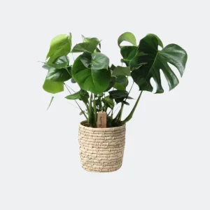 De Gatenplant in Mand, Monstera in Basket Palmleaf
