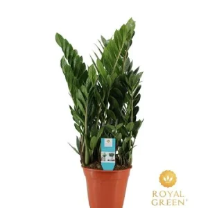 De glanzende ZZ plant, Groene Kamerplant, Zamioculcas