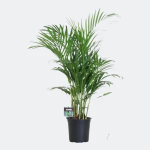 De Goudpalm/Areca Palm, Dypsis Lutescens, Kamerpalm