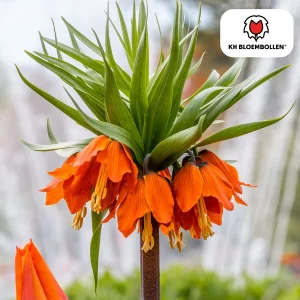 De Keizerskroon, De Rubra, Kleur Rood/Oranje, zak a 5 stuks, Fritillaria/Keizerskroon bloembollen