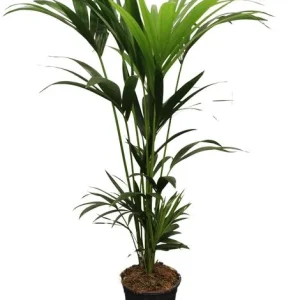 De Kentia Palm, Howea forsteriana 5 Pit