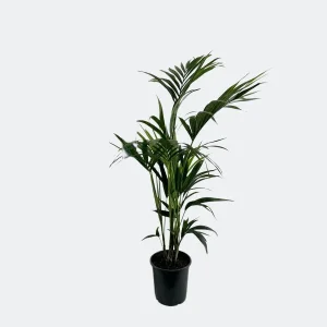 De Kentia Palm, Tropische uitstraling, Groene Plant, Howea Forsteriana
