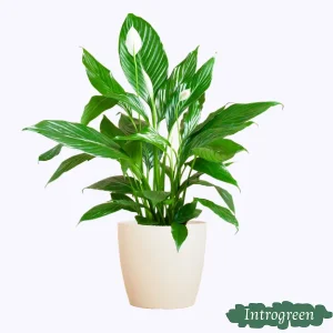 De Lepelplant of De VredesLelie, Bekend om zijn Witte Bloemen, Pathiphyllum met Mand Sofia naturel