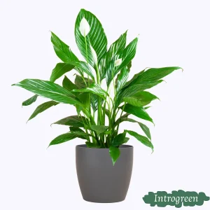De Lepelplant of De VredesLelie, Bekend om zijn Witte Bloemen, Pathiphyllum met Pot Viber Kleur Grijs
