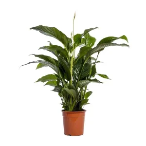 De Lepelplant of De VredesLelie, Bekend om zijn Witte Bloemen,Spathiphyllum Bellini