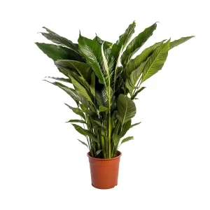 De Lepelplant of De VredesLelie, Bekend om zijn Witte Bloemen,Spathiphyllum Sweet Sebastiano