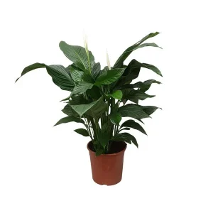 De Lepelplant of De VredesLelie, Bekend om zijn Witte Bloemen,Spathiphyllum Sweet Silvana