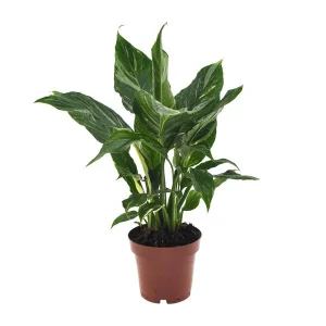 De Lepelplant of De VredesLelie, Bekend om zijn Witte Bloemen,SpathiphyllumTorelli