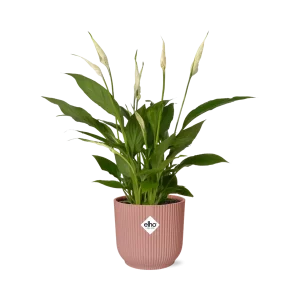 De Lepelplant of De VredesLelie, Bekend om zijn Witte Bloemen,SpathiphyllumTorelli - in een Roze ELHO Vibes Fold