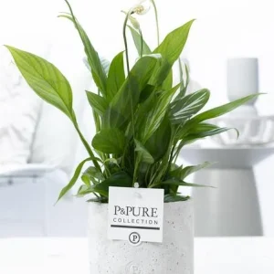 De Lepelplant, Witte Bloemen, in GoudBronze Pot, P&PURE Jade Ceramics Serie, Spathiphyllum