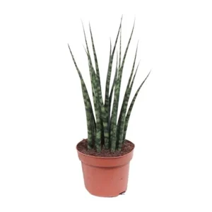 De Mikado Plant, De Sansevieria Varenhout Mikado