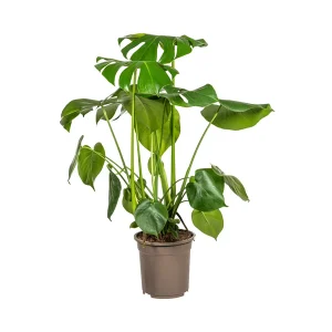De Monstera Tauerii, Hartvormige Bladeren, Gatenplant, Groene Kamerplant, Monstera Deliciosa Tauerii