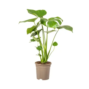 De Monstera Tauerii, Hartvormige Bladeren, Gatenplant, Groene Kamerplant, Monstera Deliciosa Tauerii