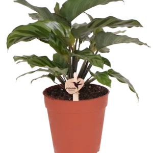 De Pauwenplant