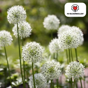 De Sier-ui, Bolvormige Bloem, Kleur Wit, zak a 5 stuks, Allium White Giant bollen