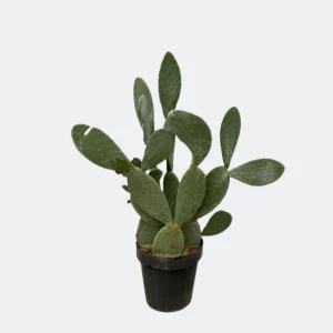 De Vijgcactus, Schijfcactus