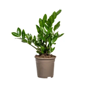 De ZZ-plant, Groene Plant, Onderhoudsvriendelijk, Zamioculcas Zamiifolia